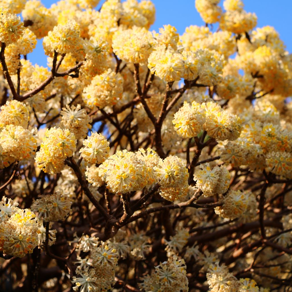 Edgeworthia chrysantha - Edgeworthie