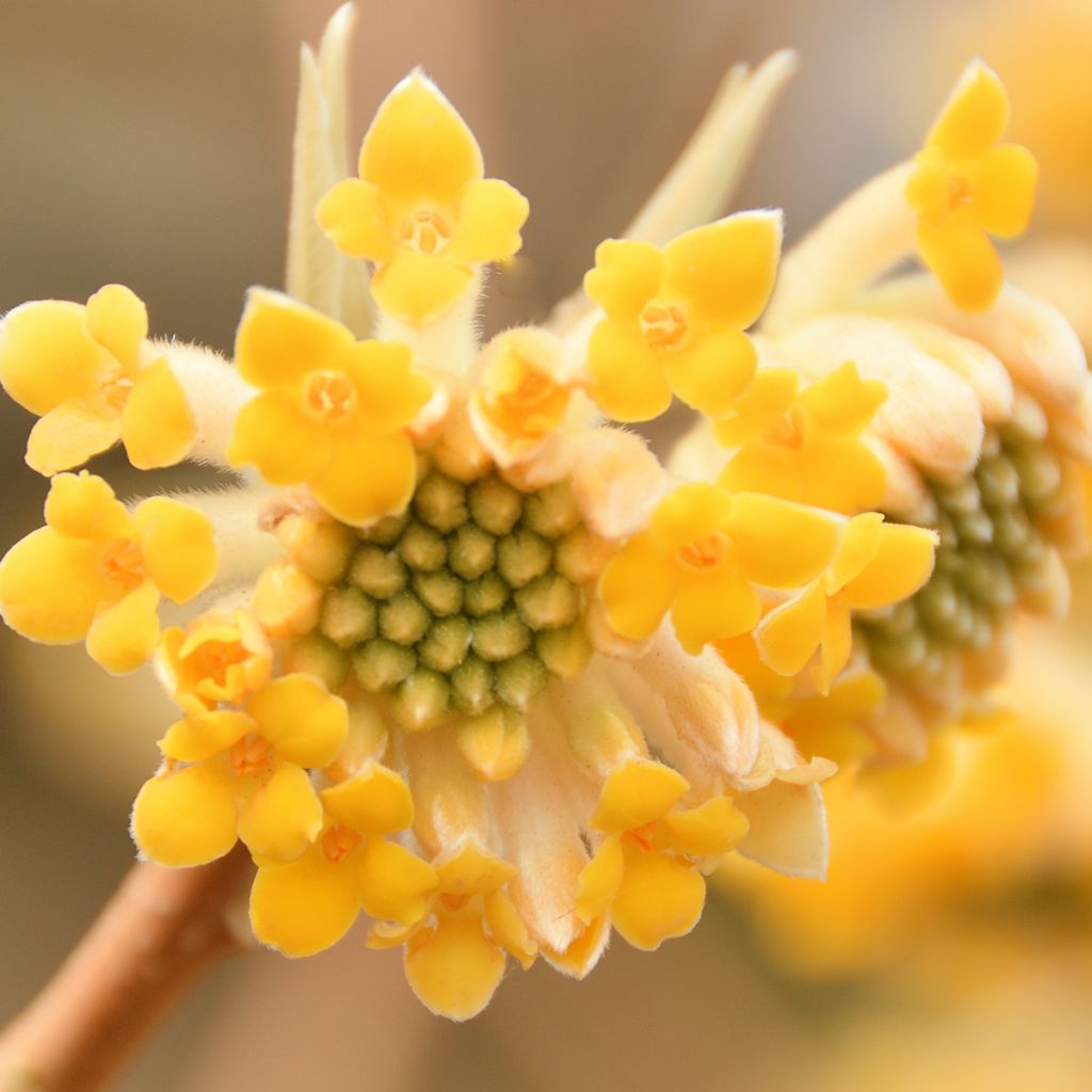 Edgeworthia chrysantha - Edgeworthie