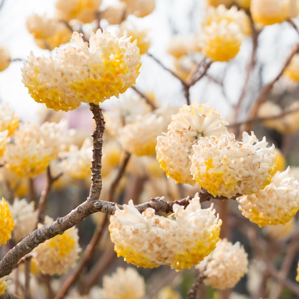 Edgeworthia chrysantha - Edgeworthie