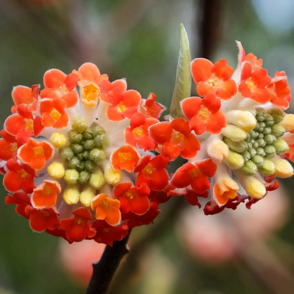 Edgeworthia chrysantha Red Dragon 'Akebono' - Edgeworthie