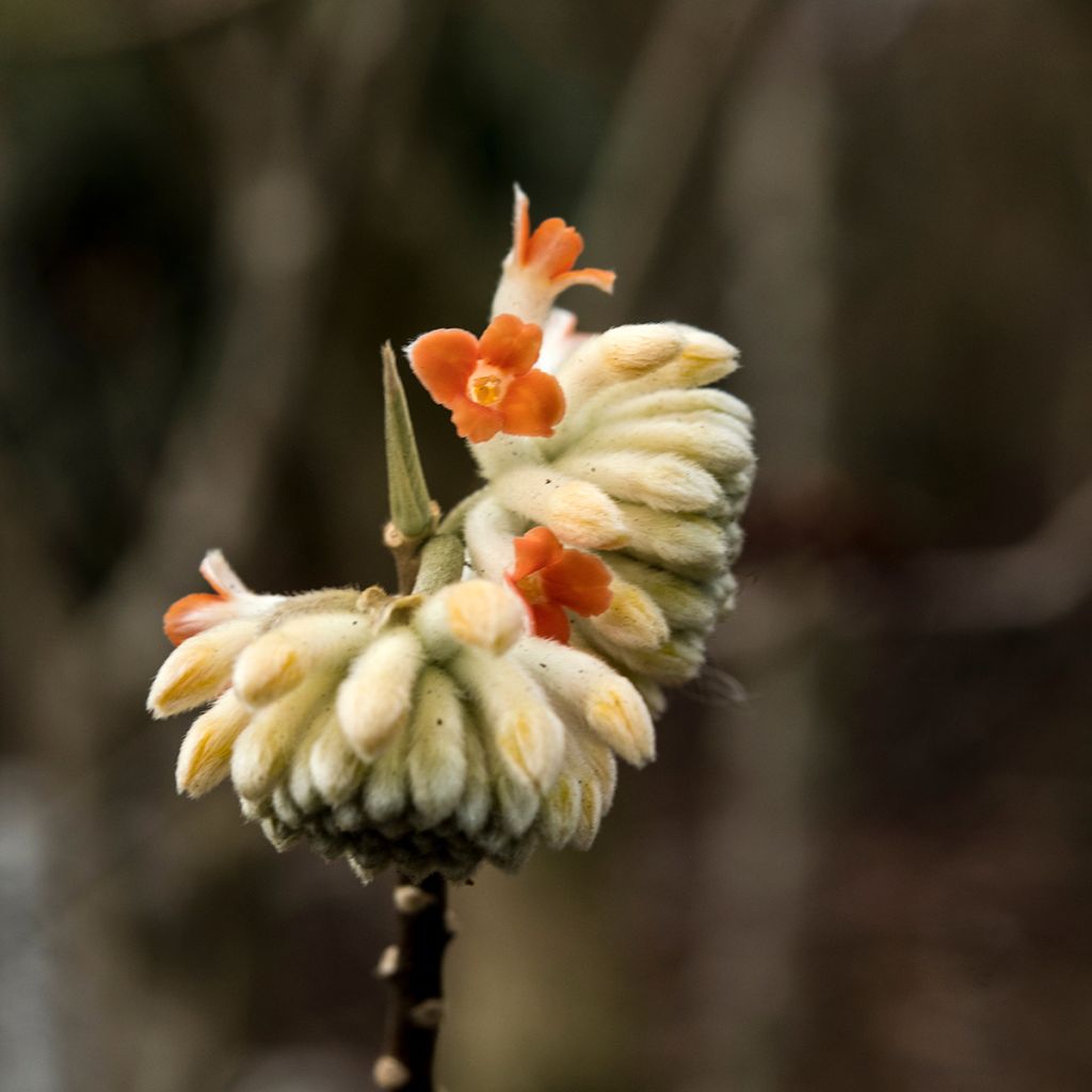 Edgeworthia chrysantha Red Dragon 'Akebono' - Edgeworthie