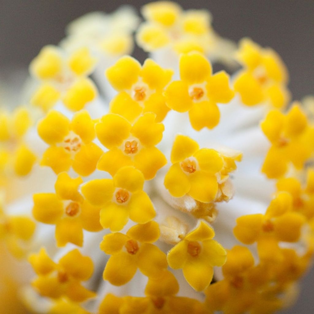 Edgeworthia chrysantha - Edgeworthie