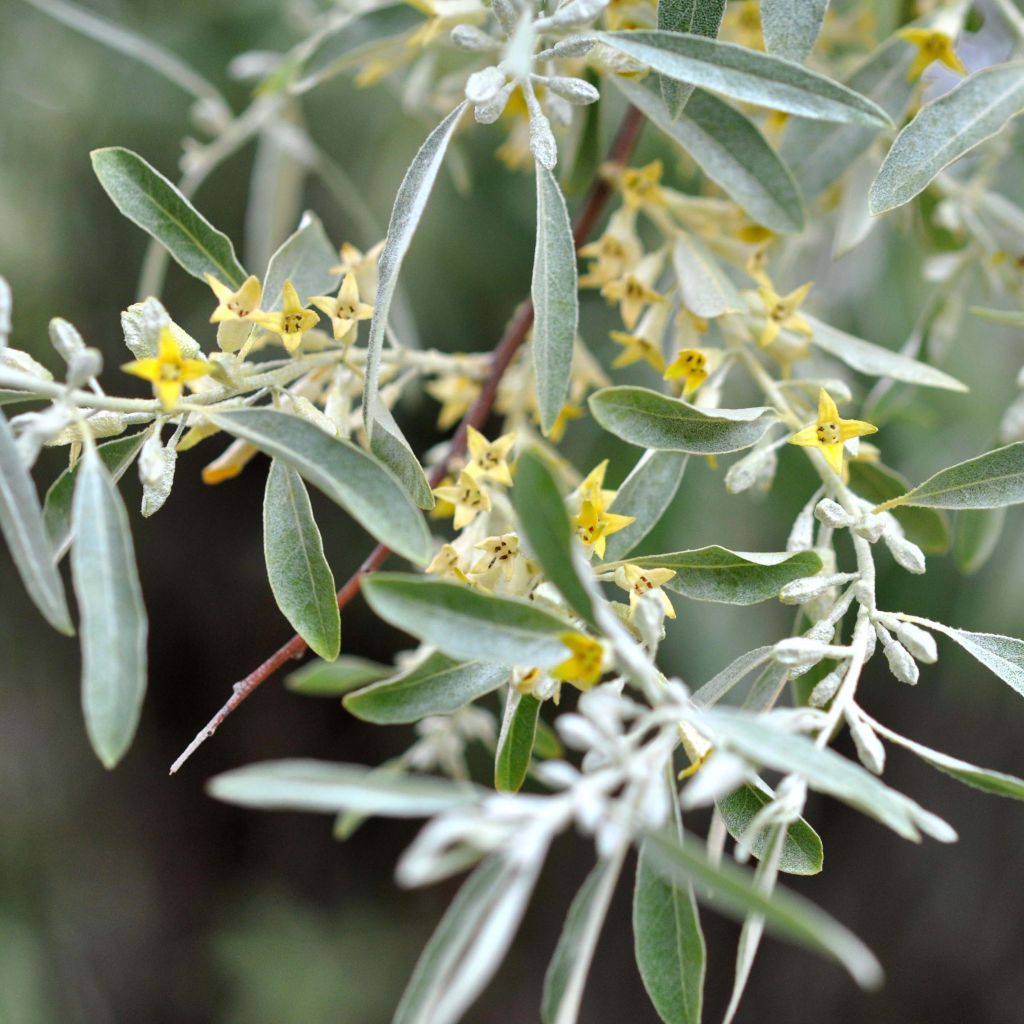 Elaeagnus angustifolia - Olivier de Bohême.