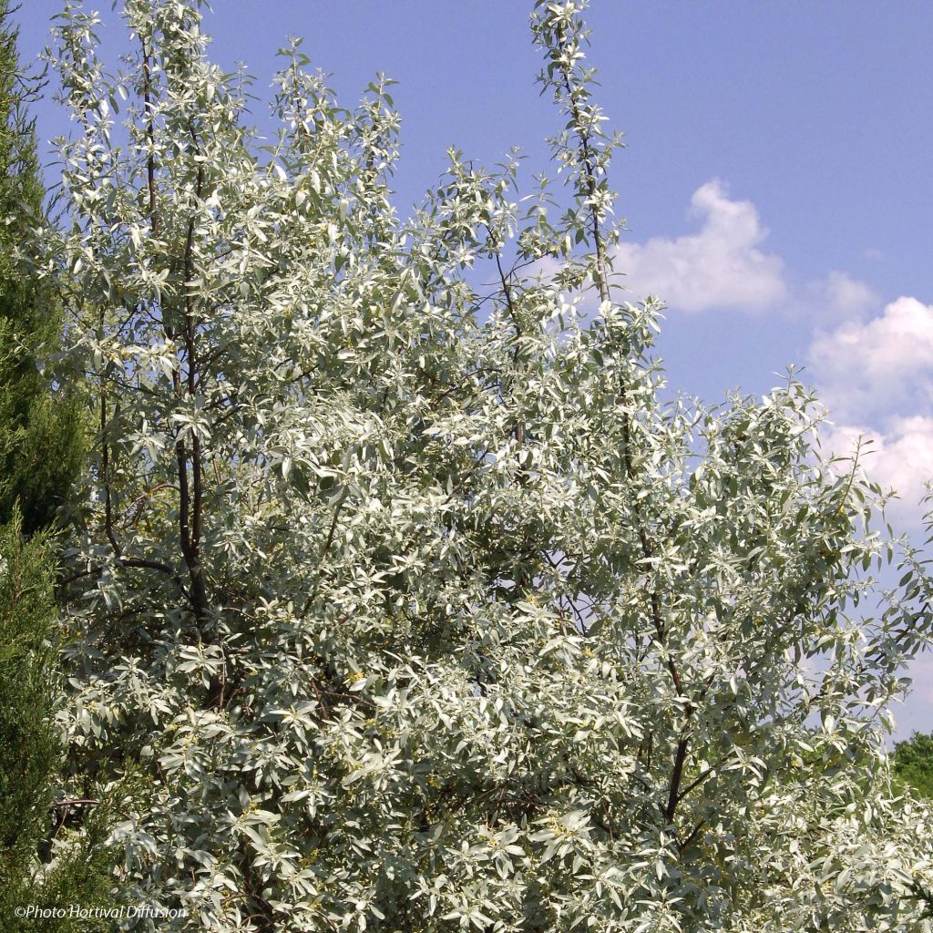 Silber-Ölweide Zempin - Elaeagnus commutata