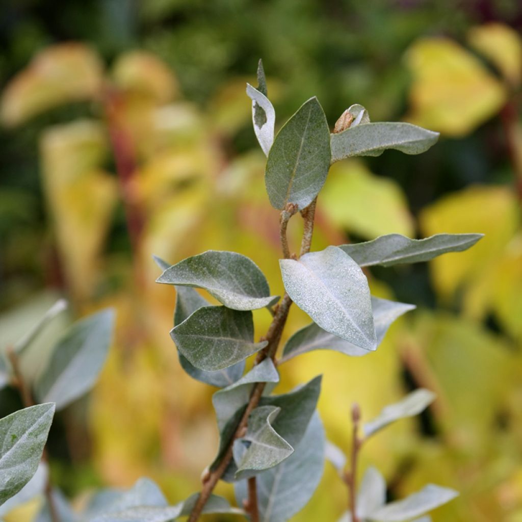 Silber-Ölweide Zempin - Elaeagnus commutata