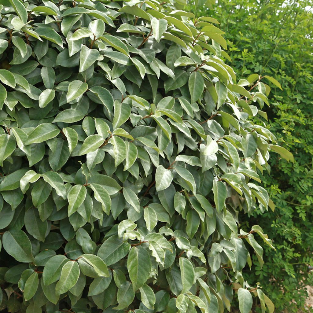 Wintergrüne Ölweide - Elaeagnus ebbingei