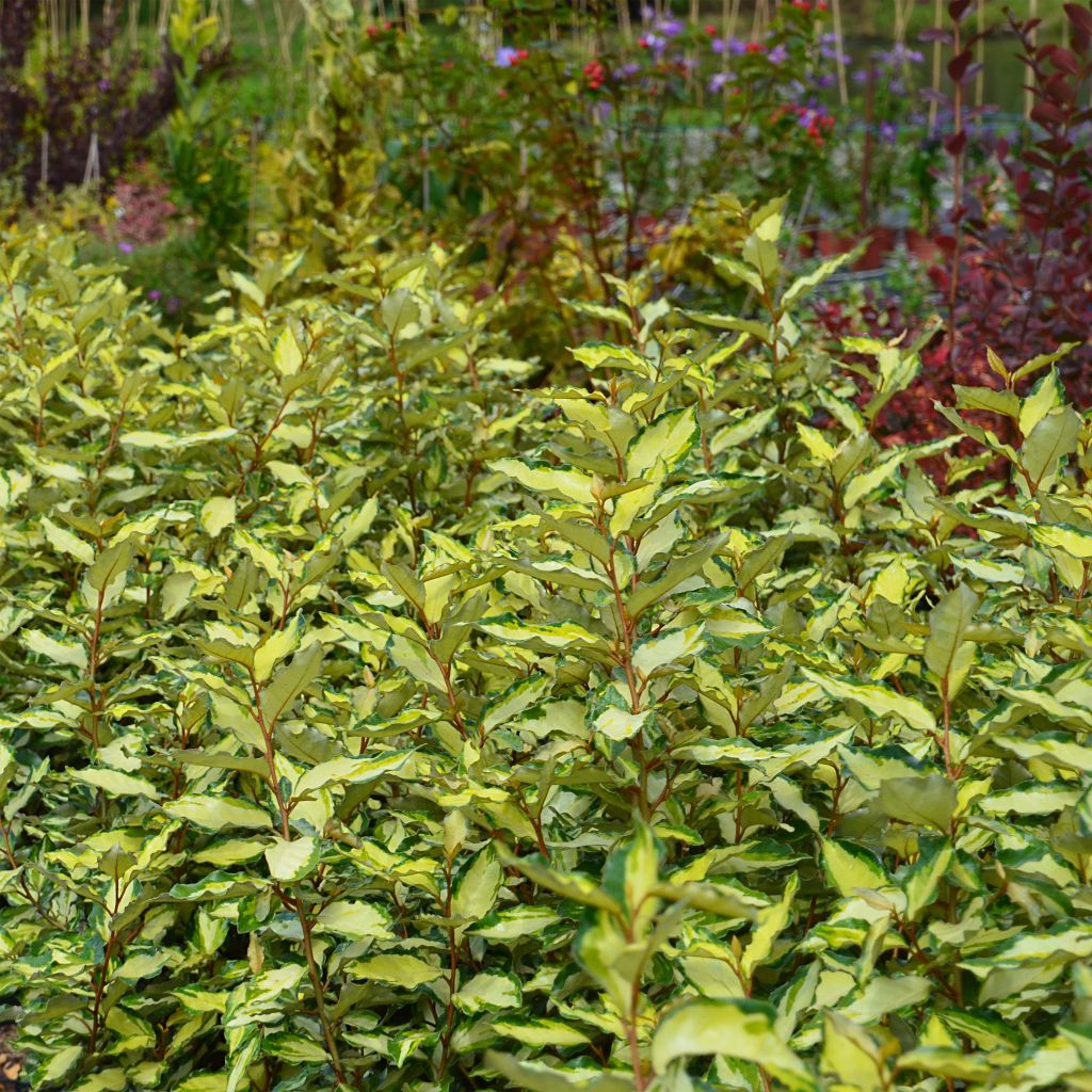 Wintergrüne Ölweide Maryline - Elaeagnus ebbingei