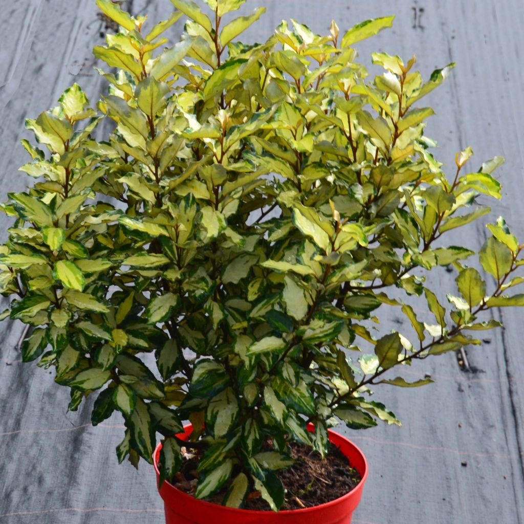 Elaeagnus ebbingei Maryline (abrela) - Chalef de Ebbing panaché