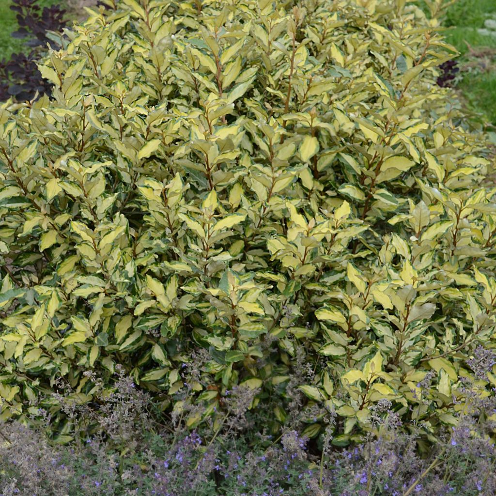 Elaeagnus ebbingei Maryline (abrela) - Chalef de Ebbing panaché