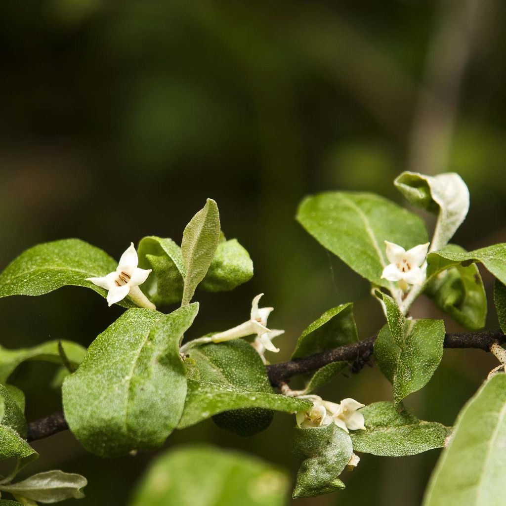 Elaeagnus multiflora - Goumi du Japon