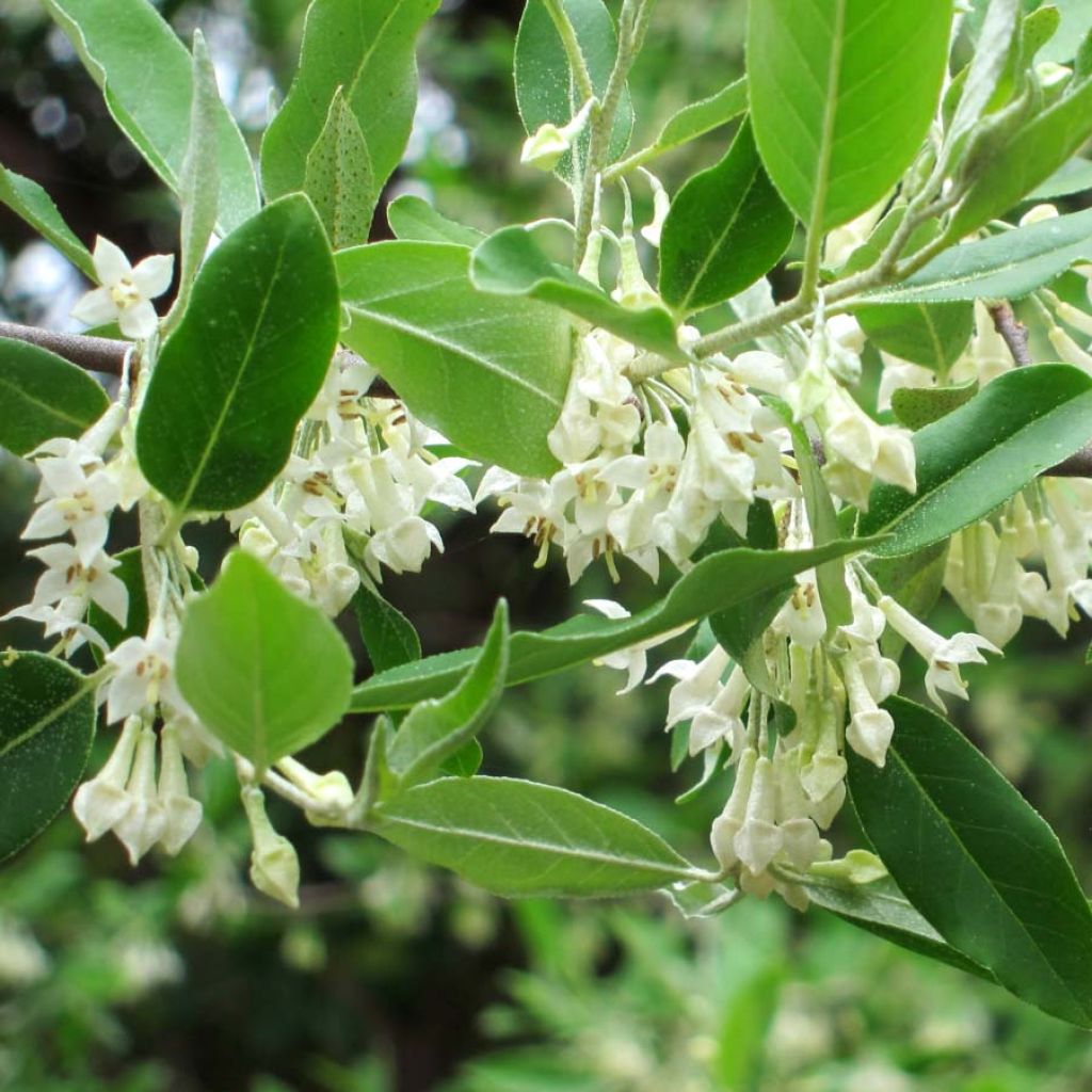 Korallen-Ölweide - Elaeagnus umbellata