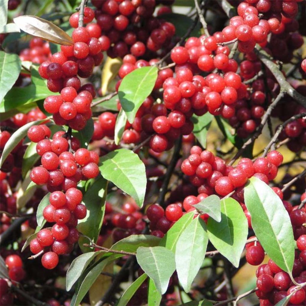 Elaeagnus umbellata - Chalef d'automne