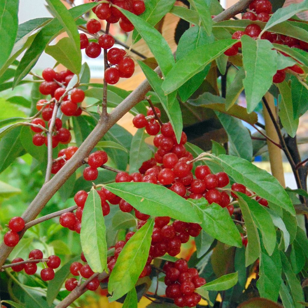 Korallen-Ölweide Pointilla Amoroso - Elaeagnus umbellata