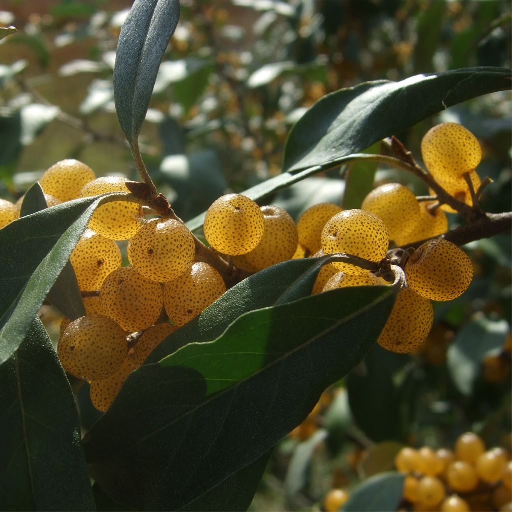 Korallen-Ölweide Fortunella - Elaeagnus umbellata