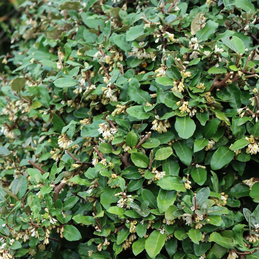 Elaeagnus umbellata Fortunella - Goumi du Japon