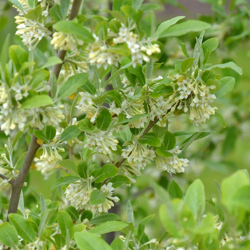 Korallen-Ölweide Fortunella - Elaeagnus umbellata