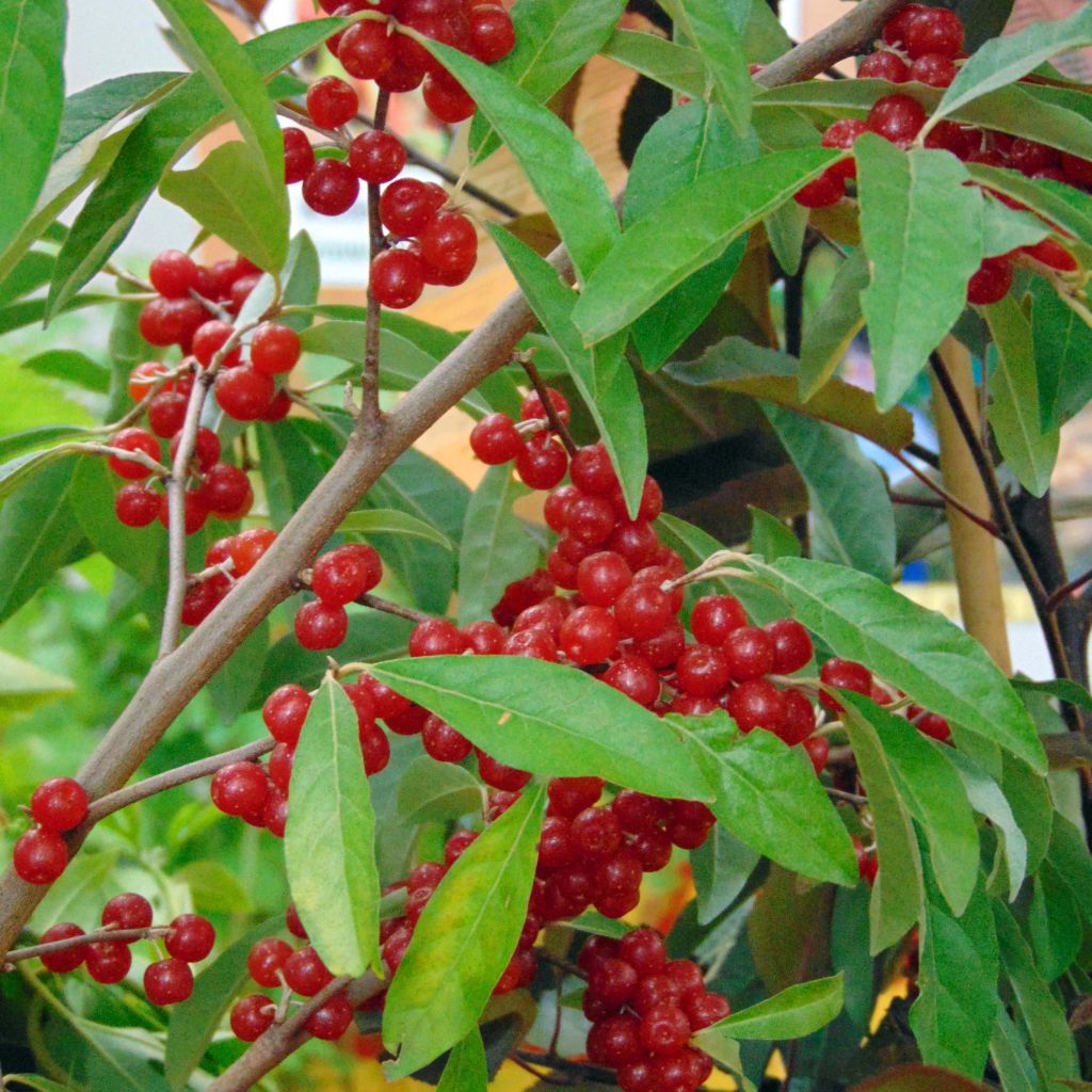 Korallen-Ölweide Pointilla Sweet'N'Sour' - Elaeagnus umbellata