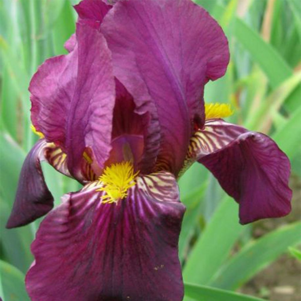 Iris Red Orchid - Schwertlilie