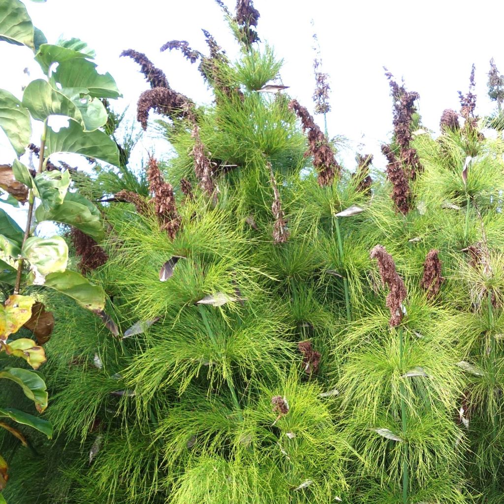 Elegia capensis - Fontänen-Binse