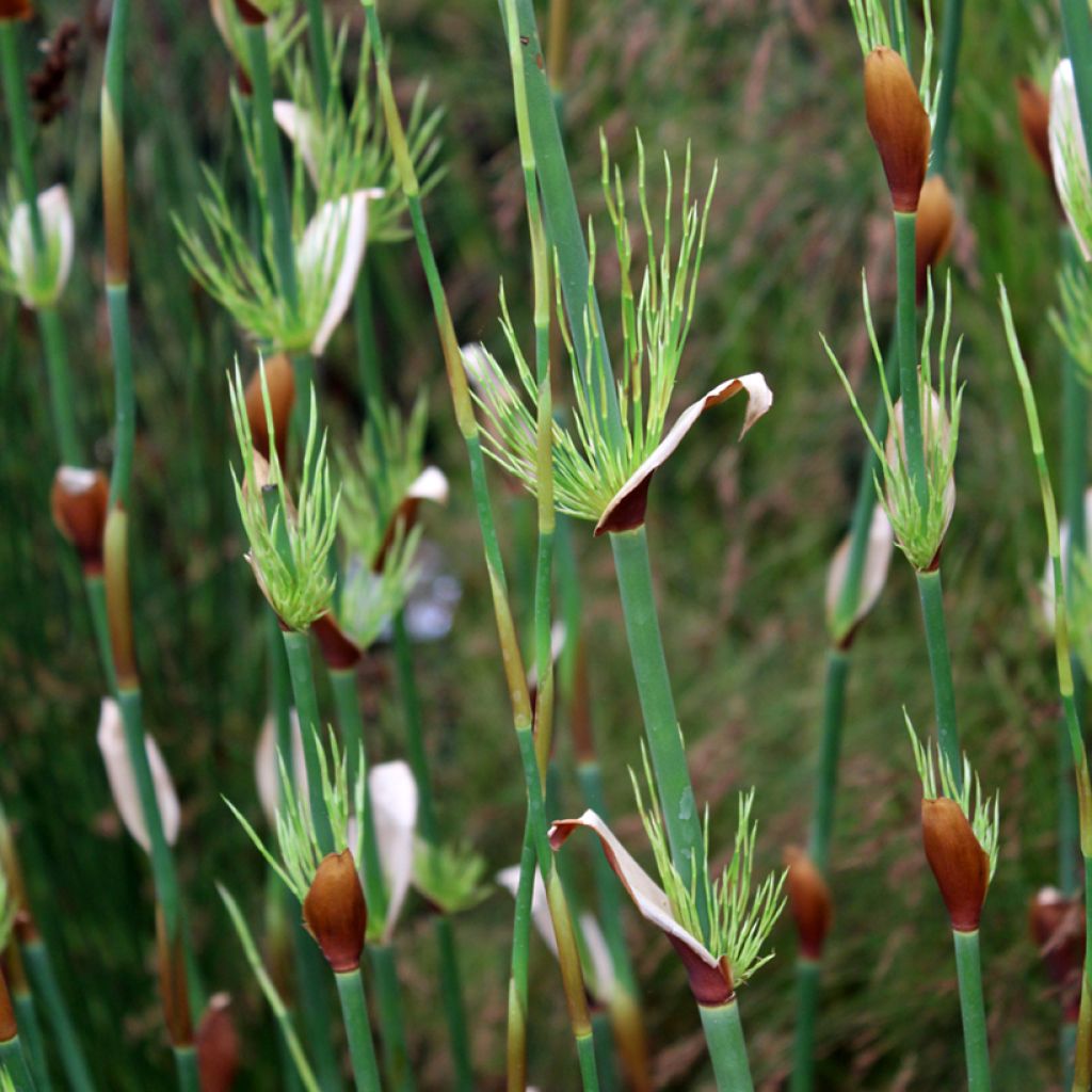 Elegia capensis - Fontänen-Binse