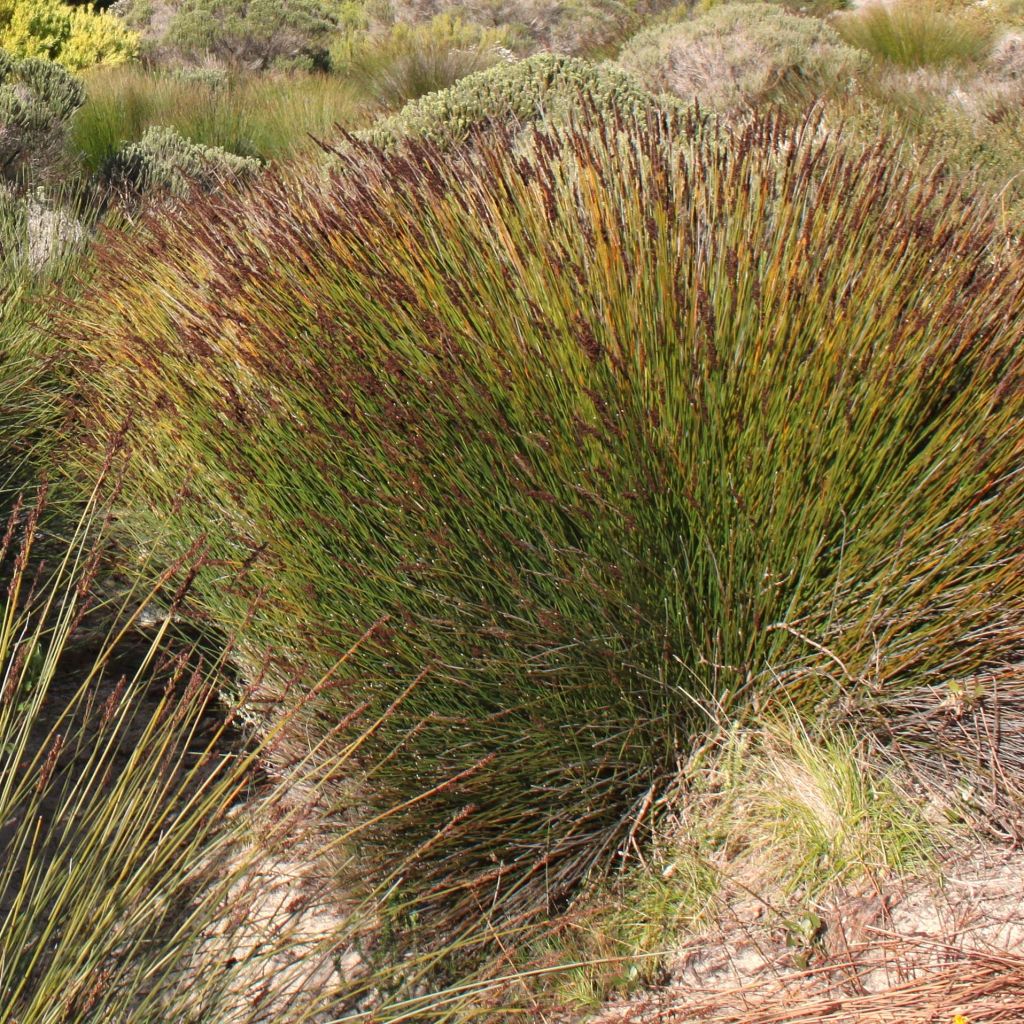 Elegia tectorum Fish Hoek