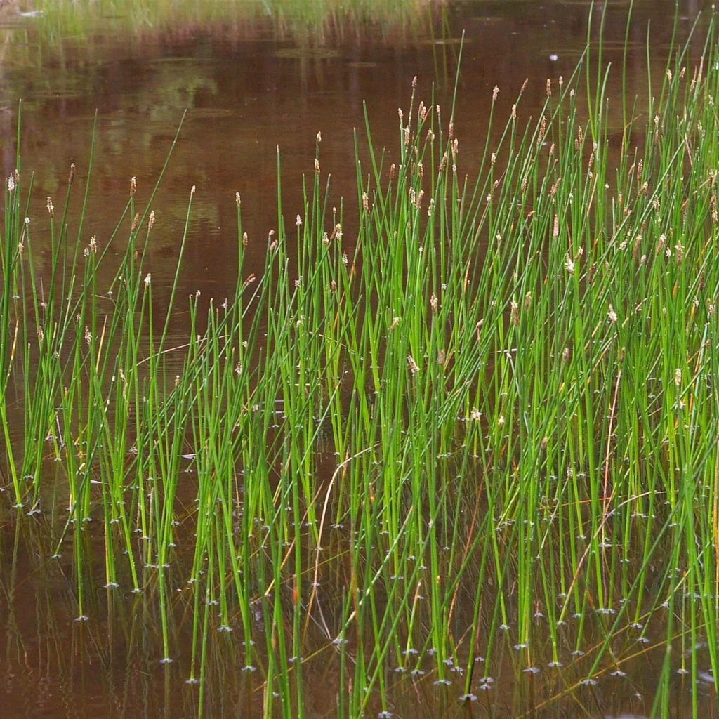 Eleocharis palustris - Gemeines Sumpfried