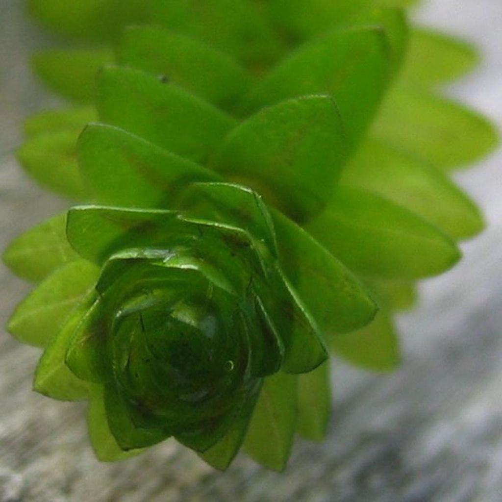 Elodea canadensis - Kanadische Wasserpest