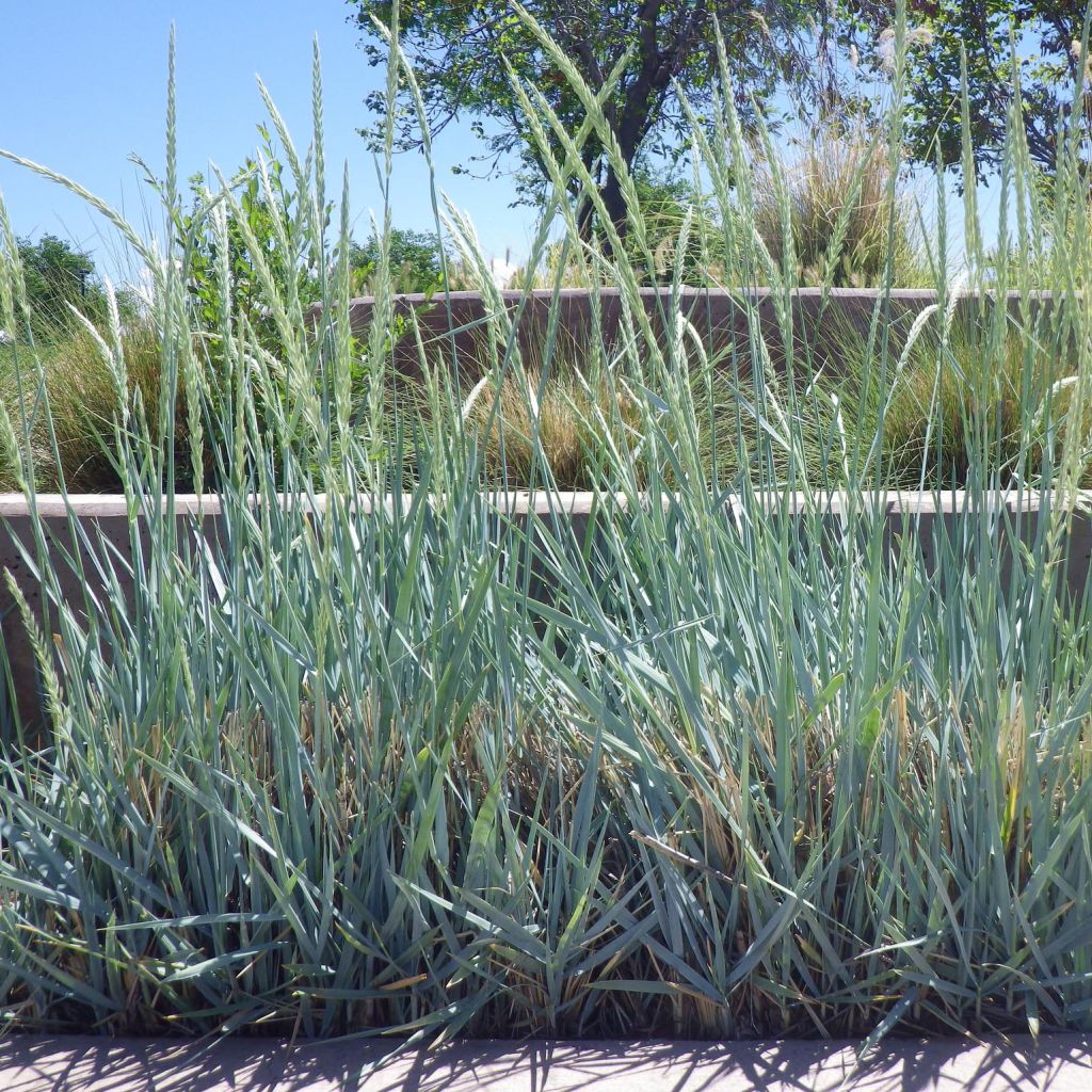 Elymus magellanicus - Agropyron