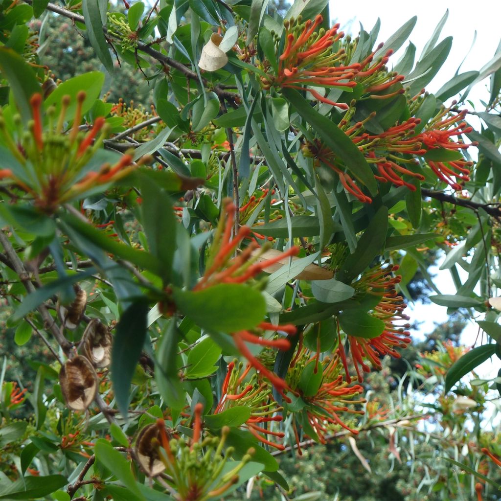 Embothrium coccineum - Chilenischer Feuerbusch