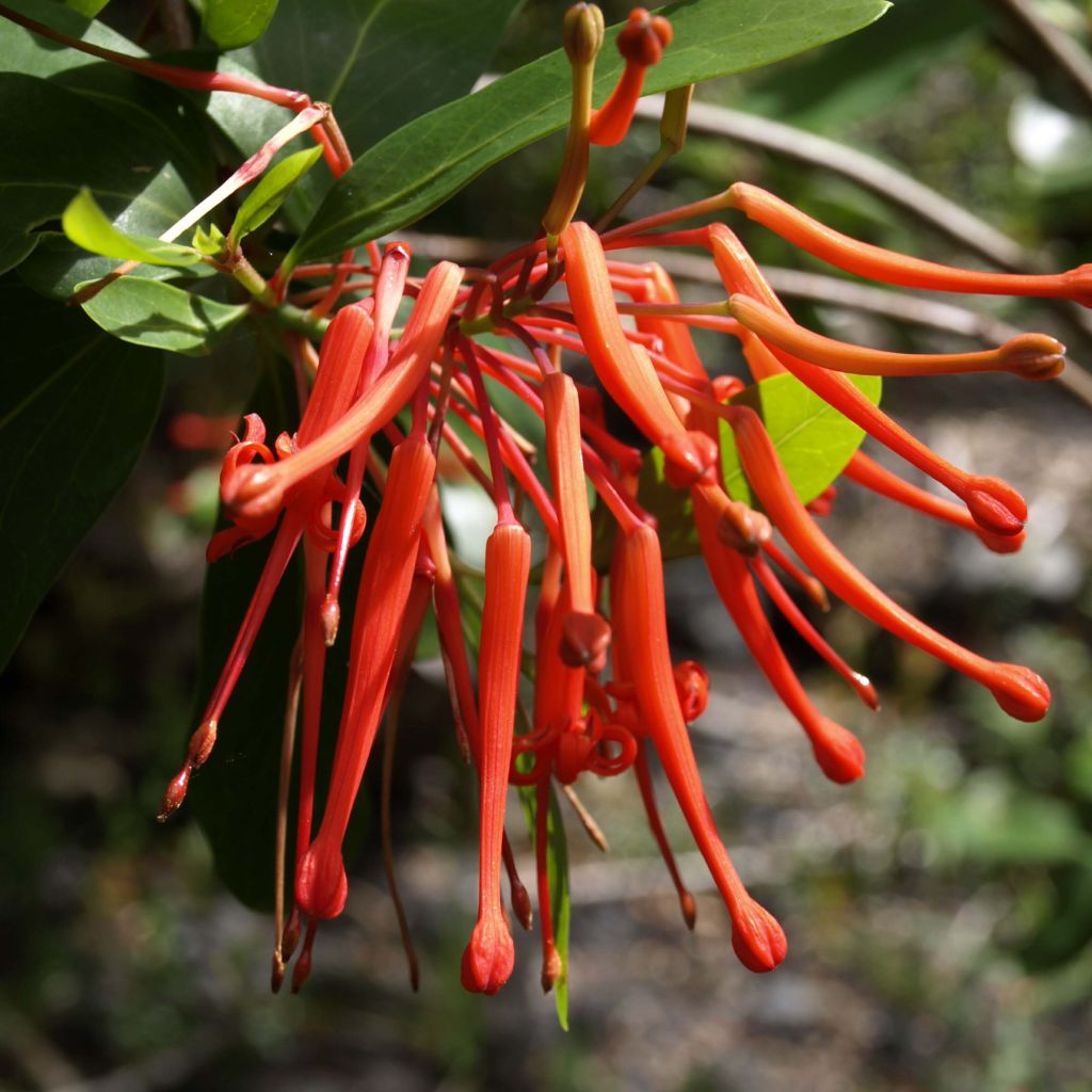 Embothrium coccineum var. lanceolatum - Chilenischer Feuerbusch