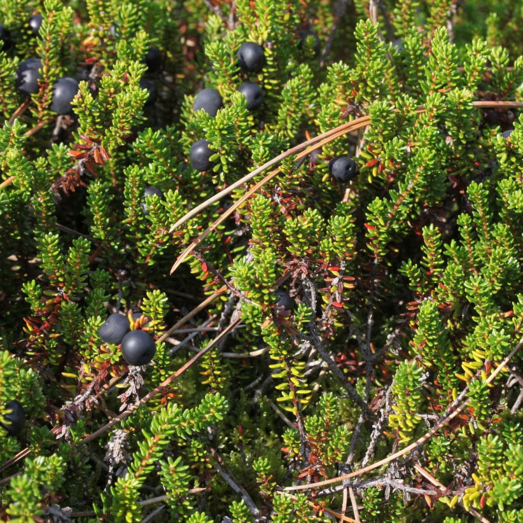 Empetrum nigrum - Schwarze Krähenbeere