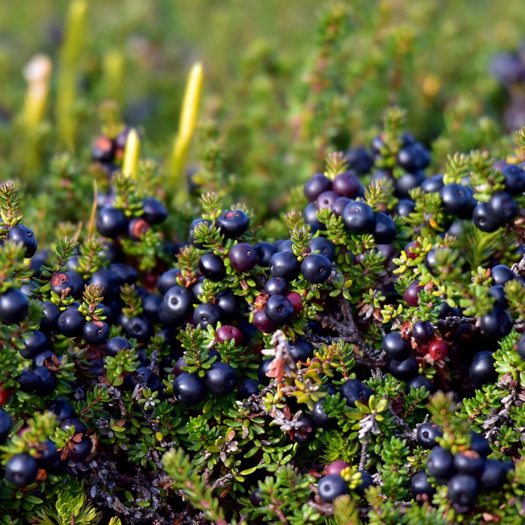 Empetrum nigrum - Schwarze Krähenbeere