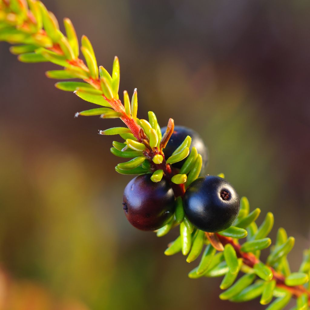 Empetrum nigrum - Schwarze Krähenbeere