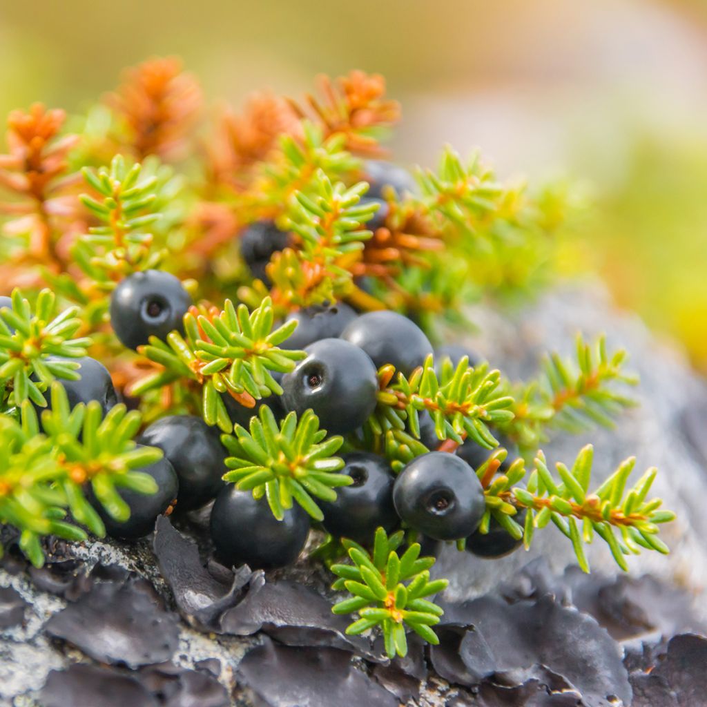 Empetrum nigrum - Schwarze Krähenbeere