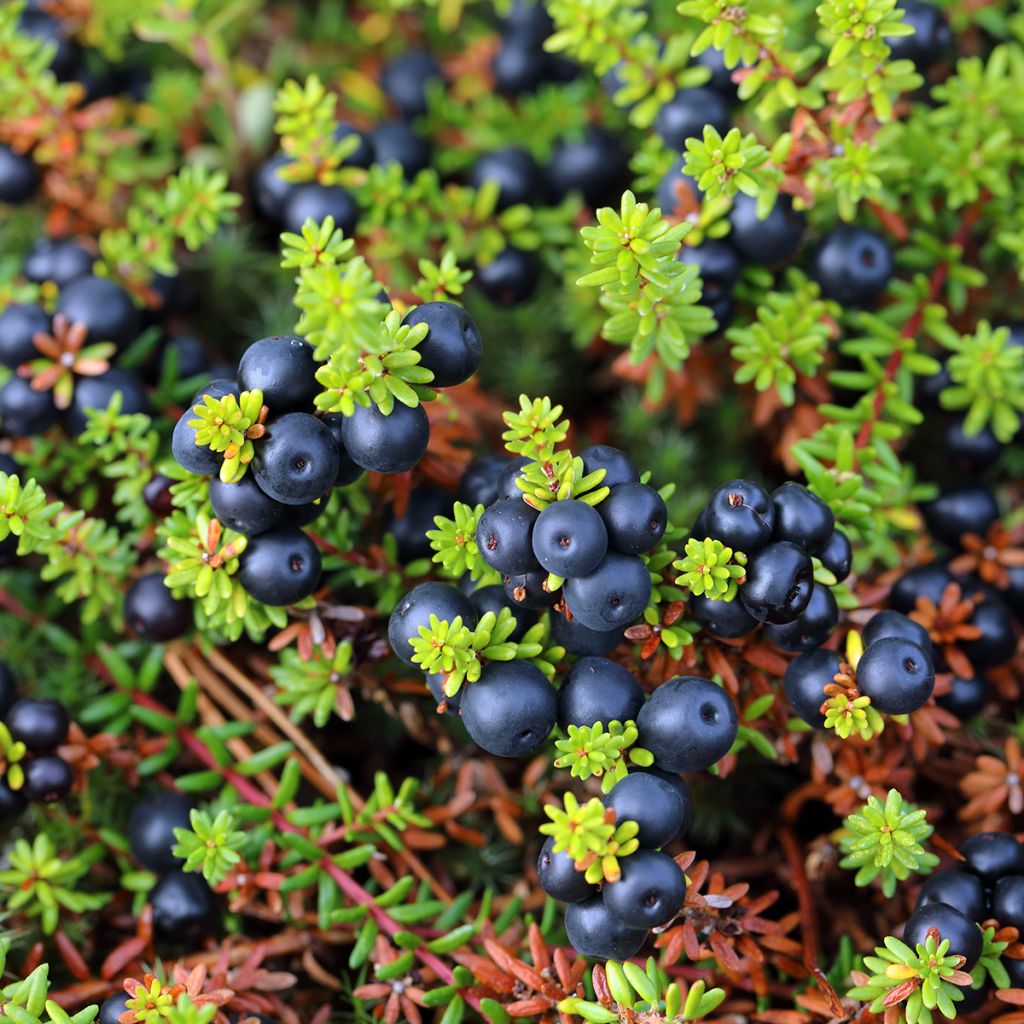 Empetrum nigrum - Schwarze Krähenbeere