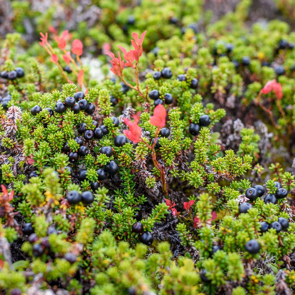 Empetrum nigrum - Schwarze Krähenbeere