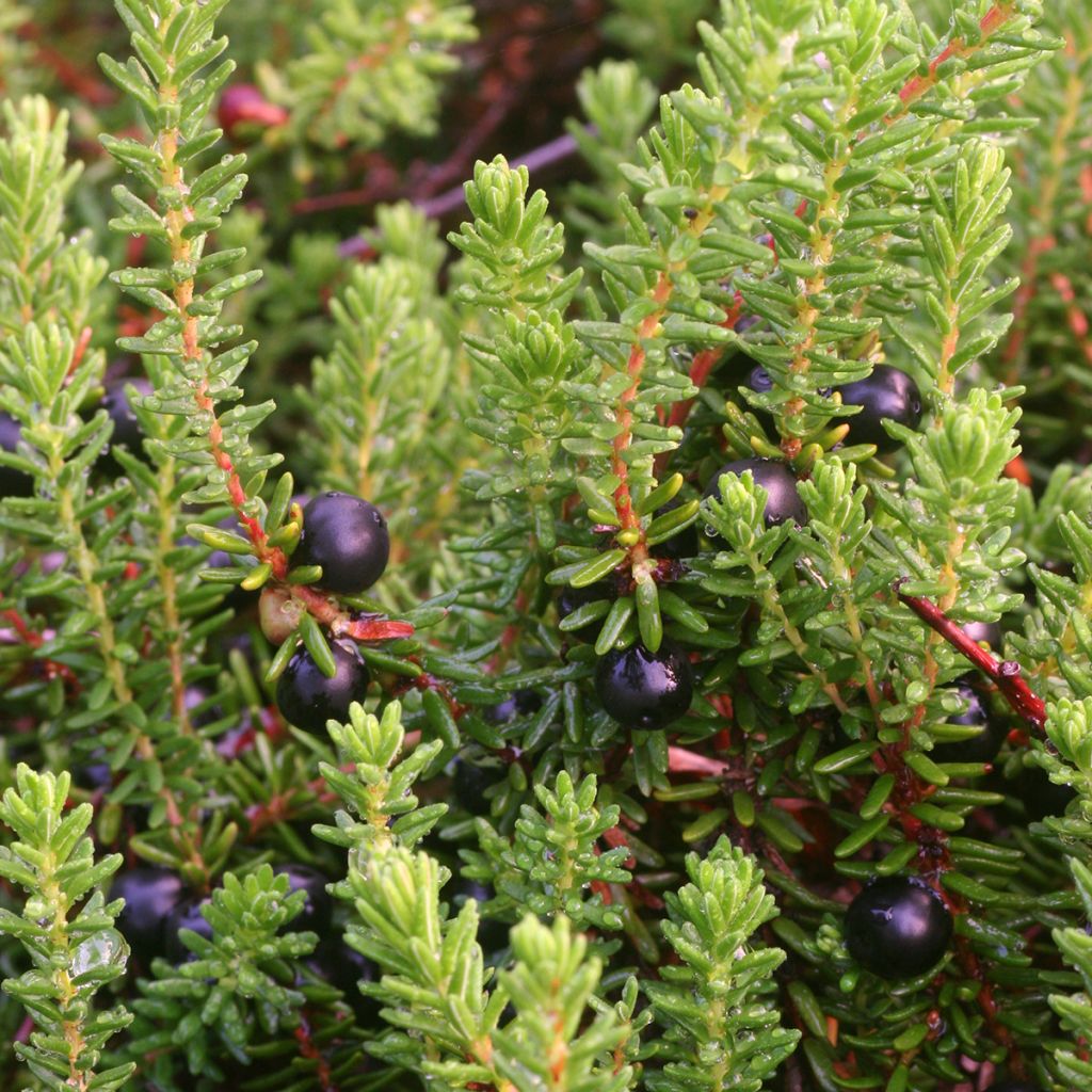 Empetrum nigrum - Schwarze Krähenbeere