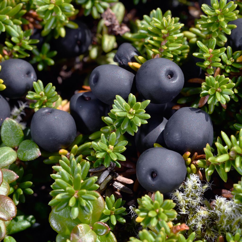 Empetrum nigrum - Schwarze Krähenbeere