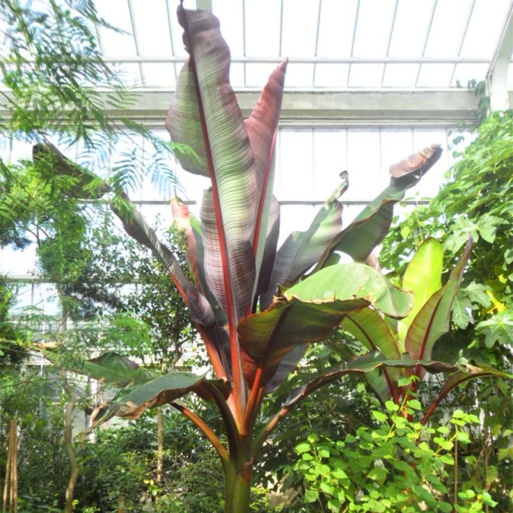 Ensete ventricosum Maurelii - Abessinische Banane