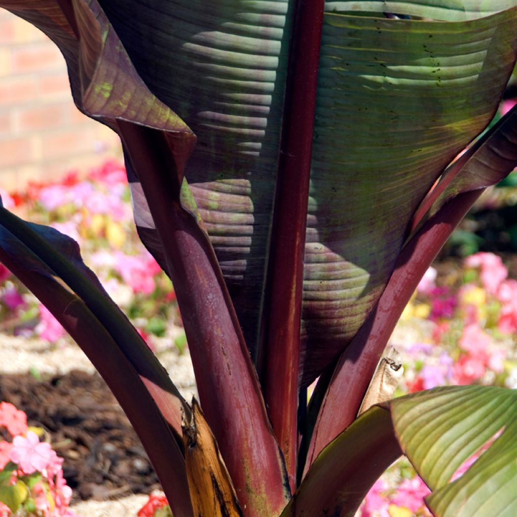 Ensete ventricosum Maurelii - Abessinische Banane