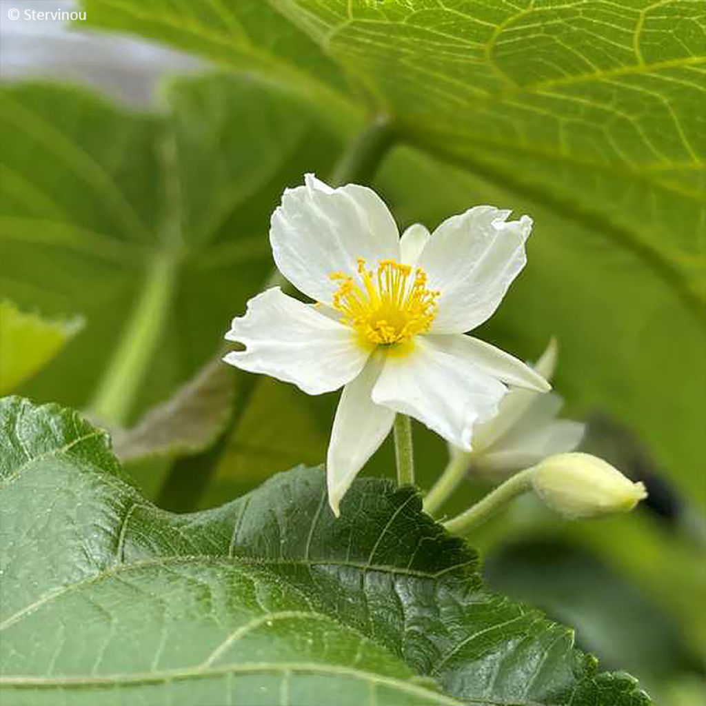 Entelea arborescens - Whau