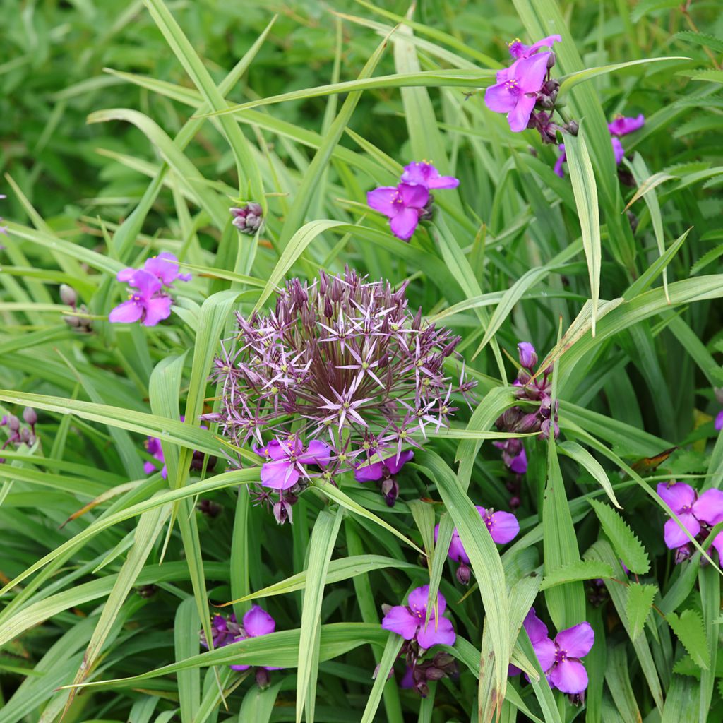 Tradescantia andersoniana Karminglut - Dreimasterblume