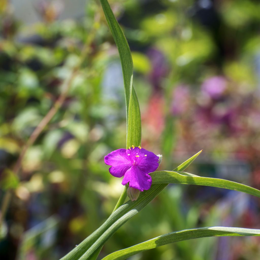 Tradescantia andersoniana Karminglut - Dreimasterblume