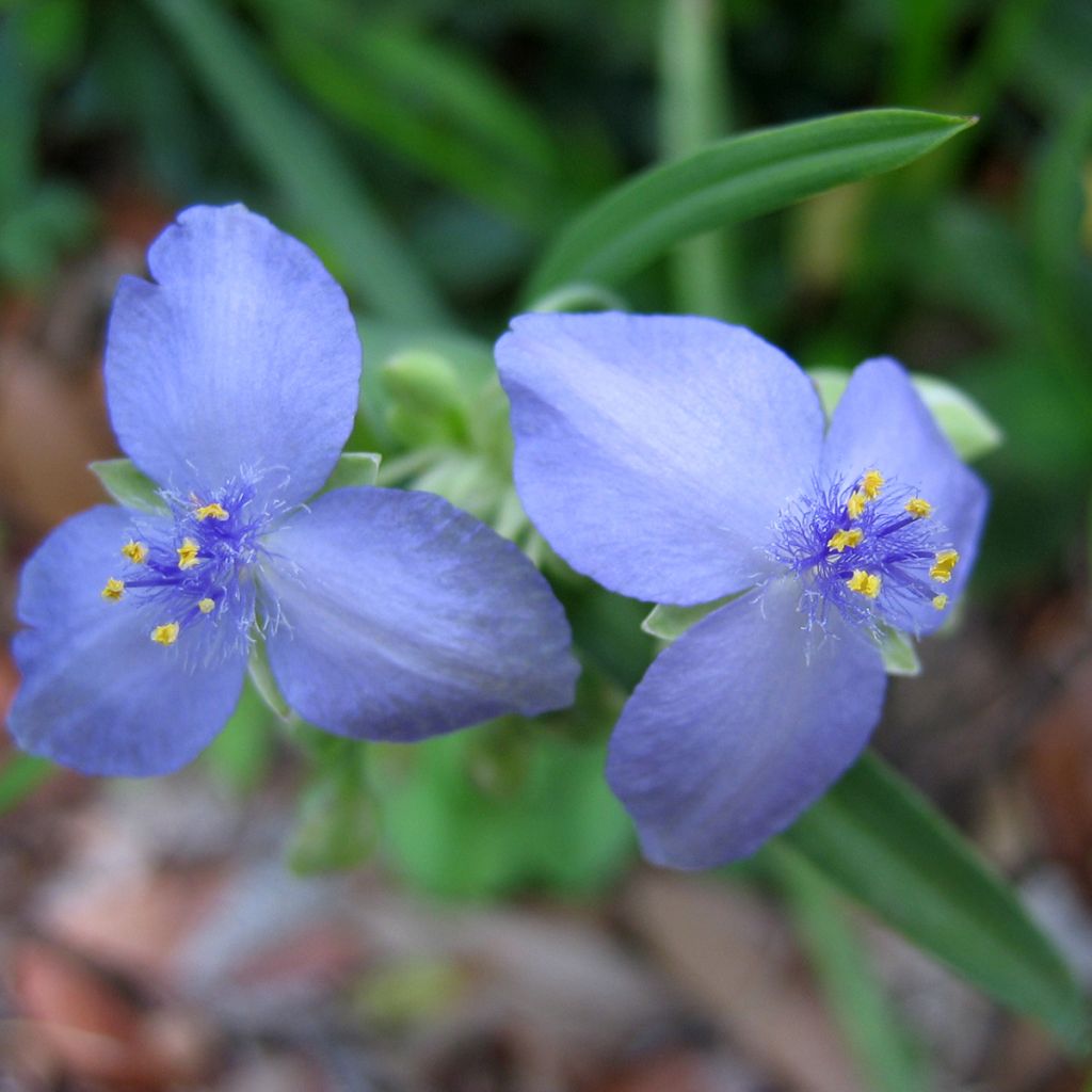 Tradescantia andersoniana Ocean Blue - Dreimasterblume