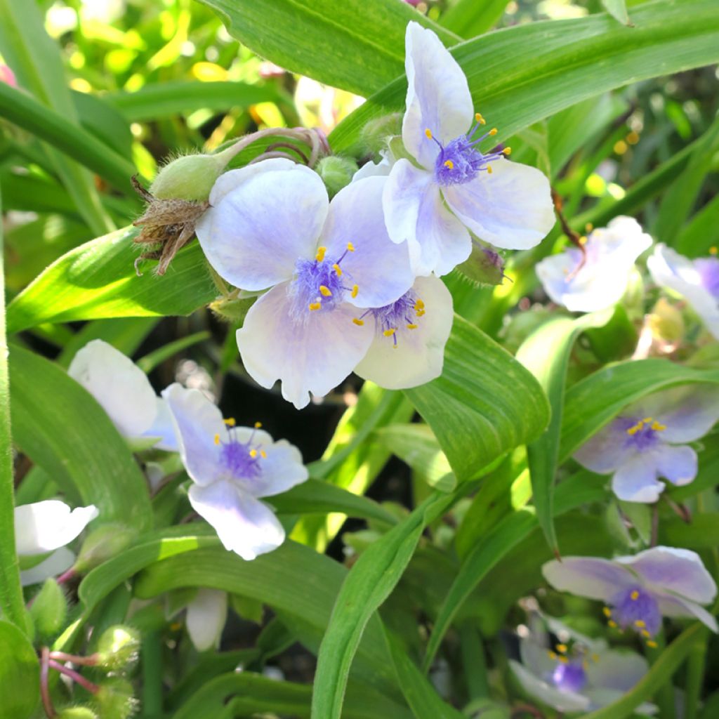 Tradescantia andersoniana Osprey - Dreimasterblume