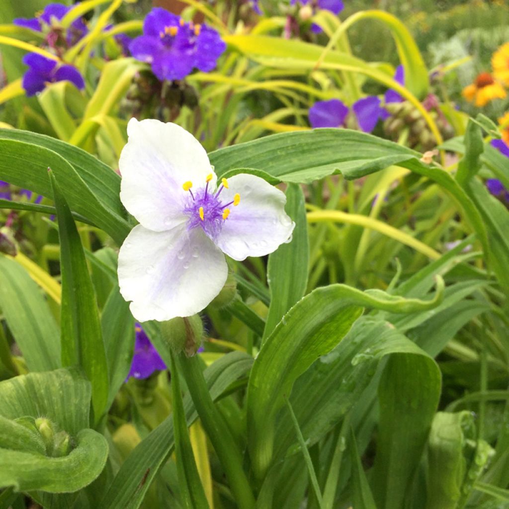 Tradescantia andersoniana Osprey - Dreimasterblume