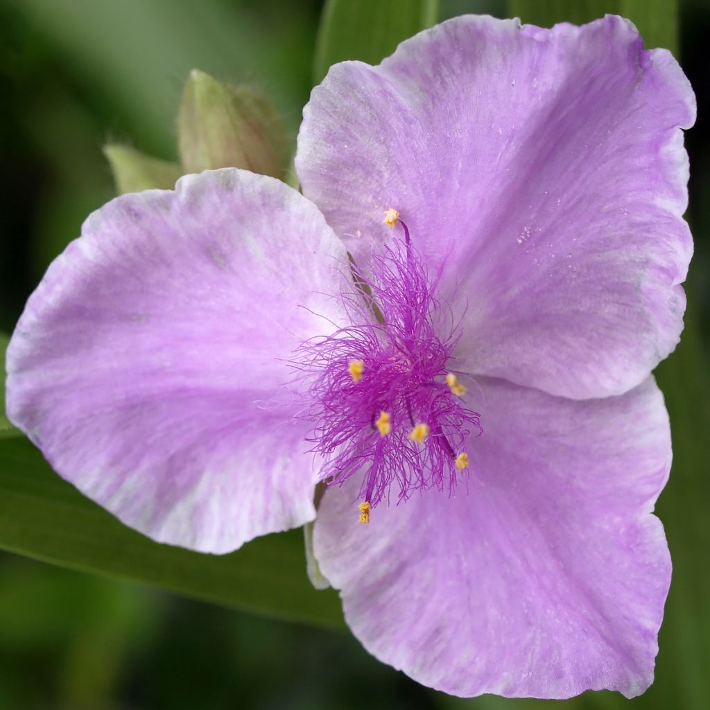 Tradescantia andersoniana Pink Chablis - Dreimasterblume