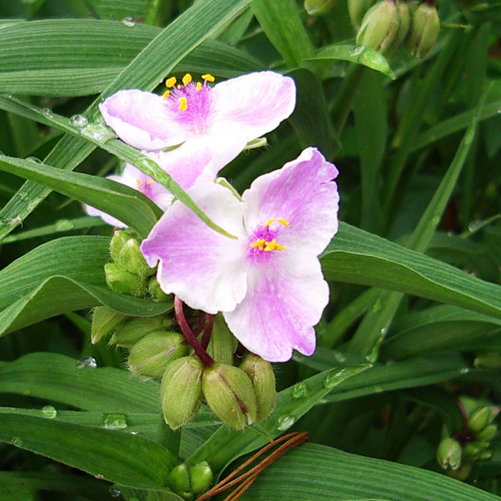 Tradescantia andersoniana Pink Chablis - Dreimasterblume