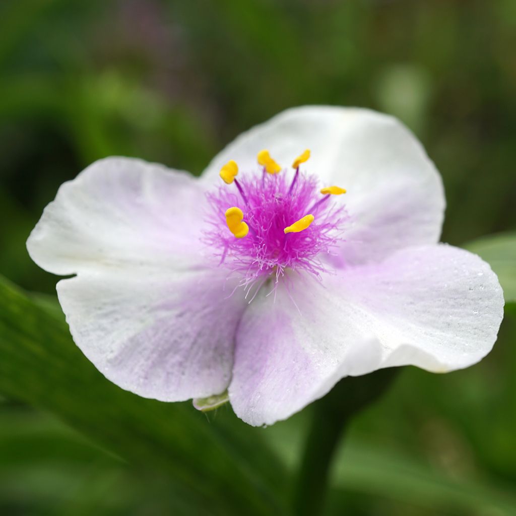 Tradescantia andersoniana Pink Chablis - Dreimasterblume