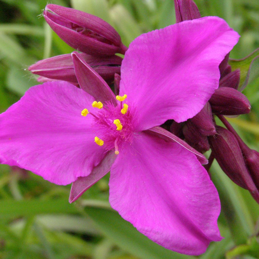 Tradescantia andersoniana Red Grape - Dreimasterblume